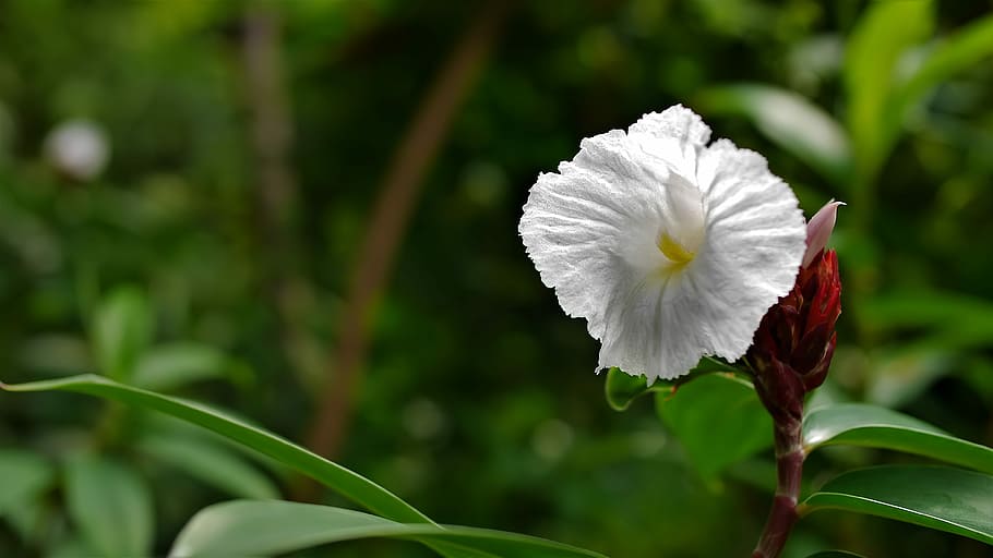nature, flora, flower, leaf, summer, petal, season, garden HD wallpaper