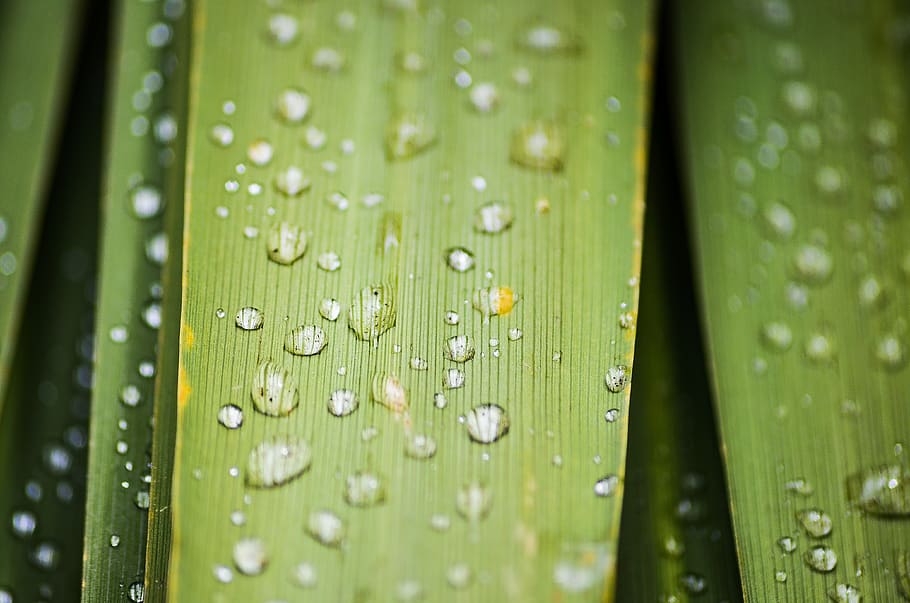 leaf, water, macro, drop, wet, close-up, green color, no people HD wallpaper