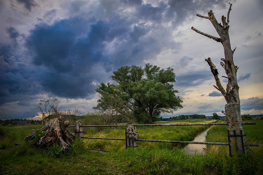 leafless tree fence near a narrow road photo, Landscape, Nature HD wallpaper