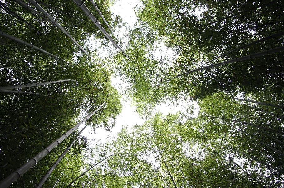 worm's eyeview of green trees during daytime, bamboo, sky, forest HD wallpaper