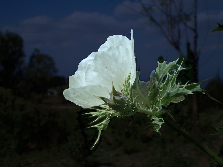 flower, white, night, thistle, plant, flowering plant, beauty in nature HD wallpaper