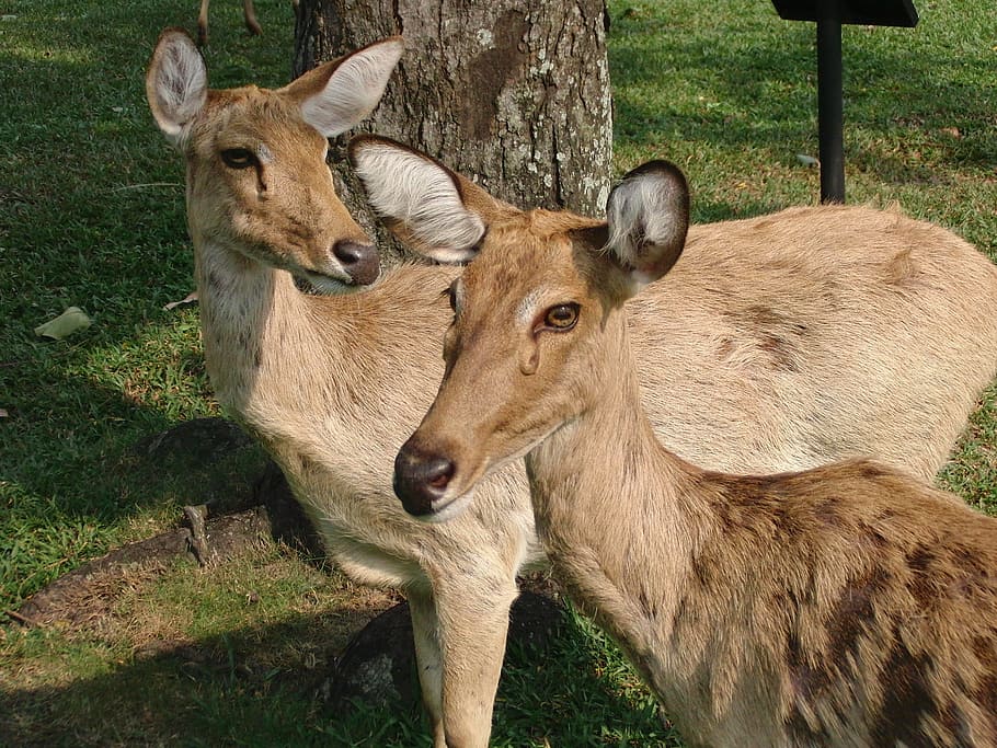 Thaminsky Deer, Cervus Eldii Thamin, ovis, wild animal, closeup HD wallpaper
