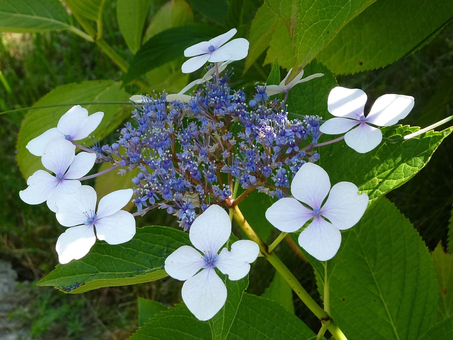 Hydrangea, Flower, Plant, Blossom, Bloom, garden, blue, hydrangea plants HD wallpaper