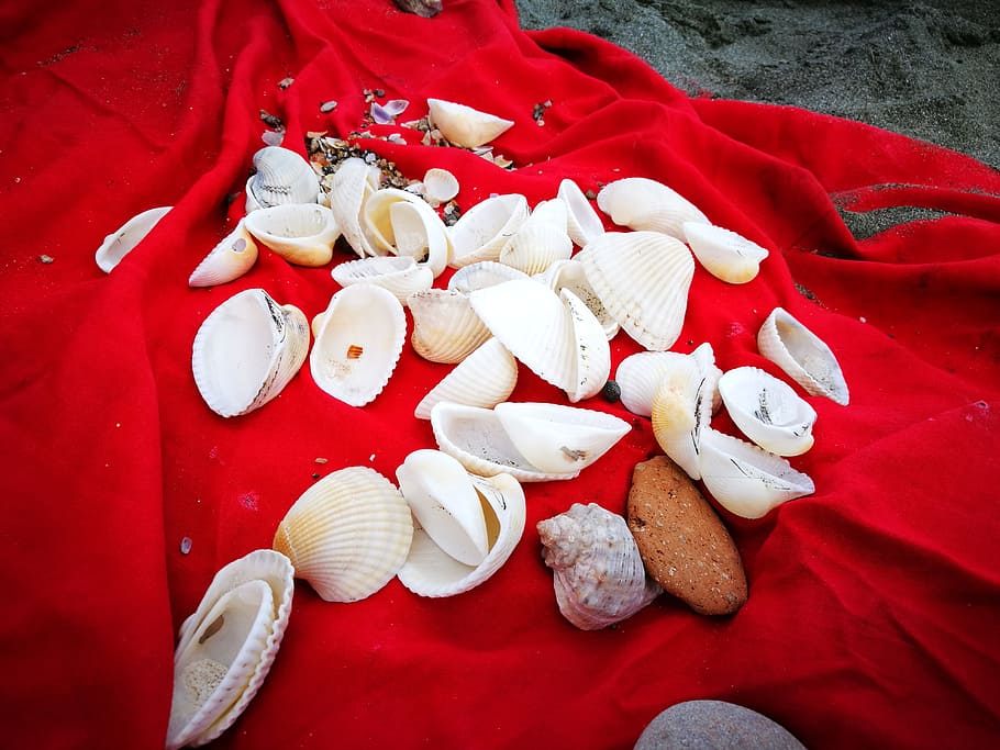 mussels, beach, red, shells, white, high angle view, still life HD wallpaper