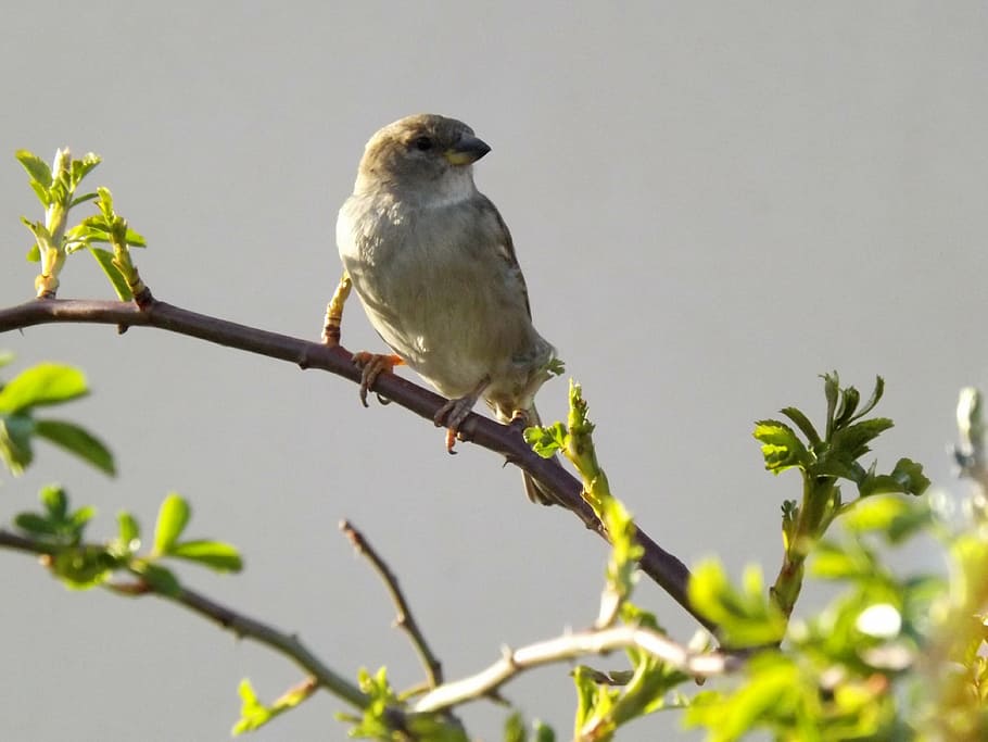 sparrow, birds, casey, animal themes, one animal, animal wildlife HD wallpaper