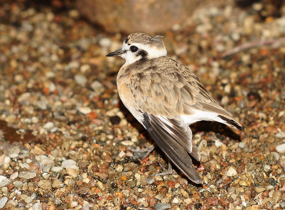 Bird, Sparrow, Plumage, bill, wildlife photography, cute, eyes HD wallpaper