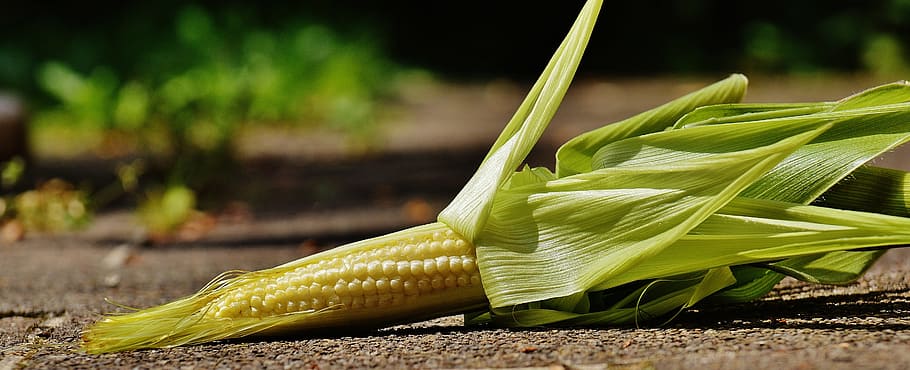 corn, young, vegetables, plant, summer, food, food and drink HD wallpaper