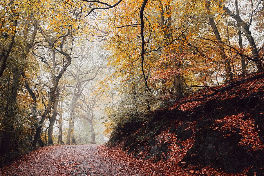 maple trees, trail, woods, forest, path, foliage, nature, autumn HD wallpaper