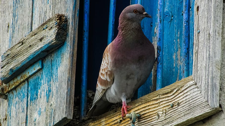 brown and gray pigeon standing on a brown wooden framed window, HD wallpaper