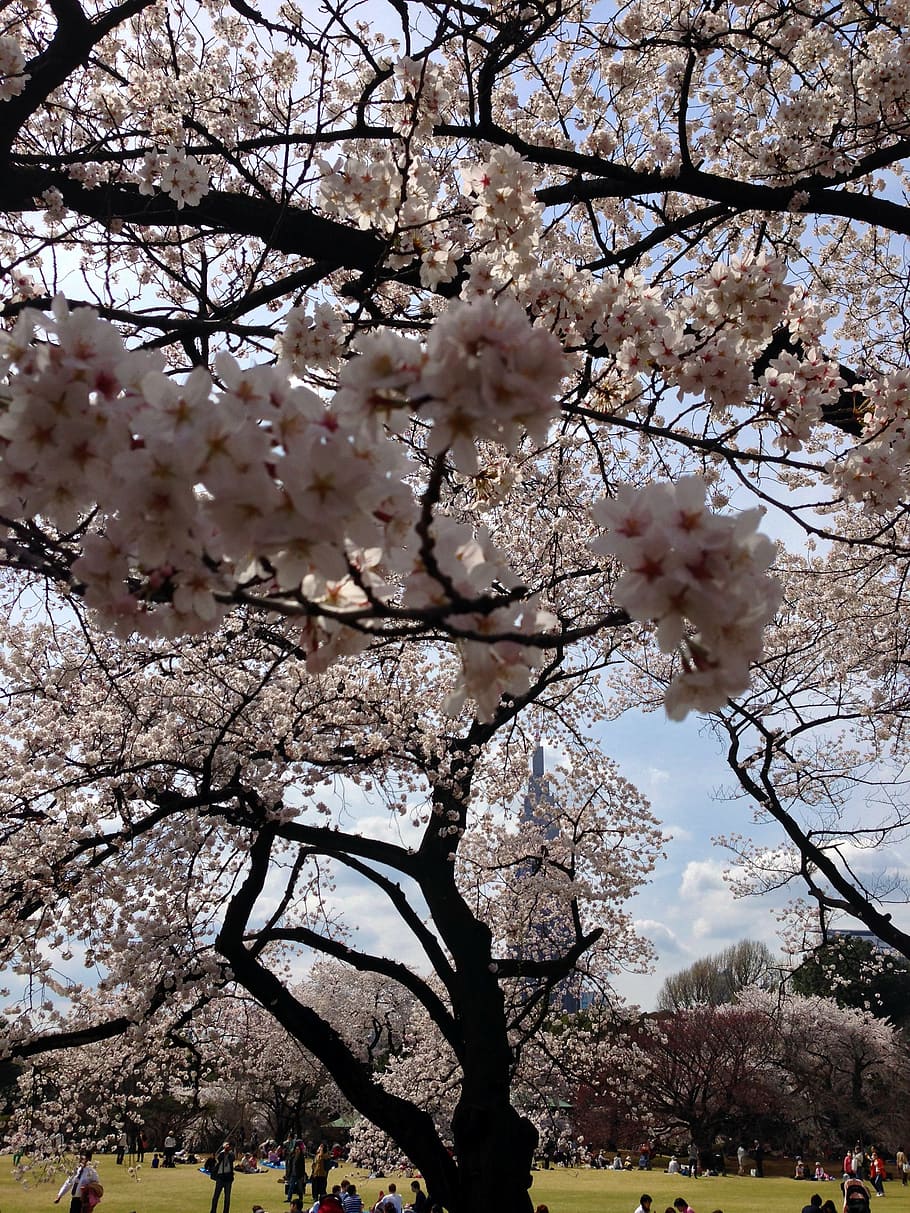 sakura, tokyo, spring, japan, blooming, tree, flowering plant HD wallpaper