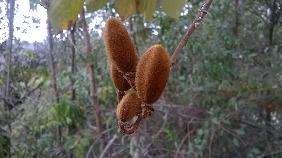 nature, seed, fruit, plant, close-up, growth, focus on foreground HD wallpaper