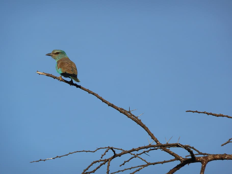 small, bird, blue, kenya, africa, wildlife, nature, little HD wallpaper
