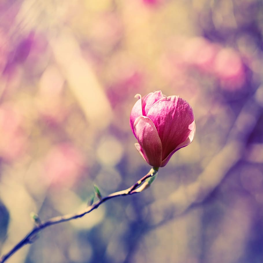selective focus photography of pink petaled flower, blossom HD wallpaper