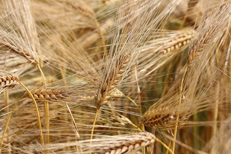 wheat, field, cereals, spike, harvest, wheat field, agriculture HD wallpaper