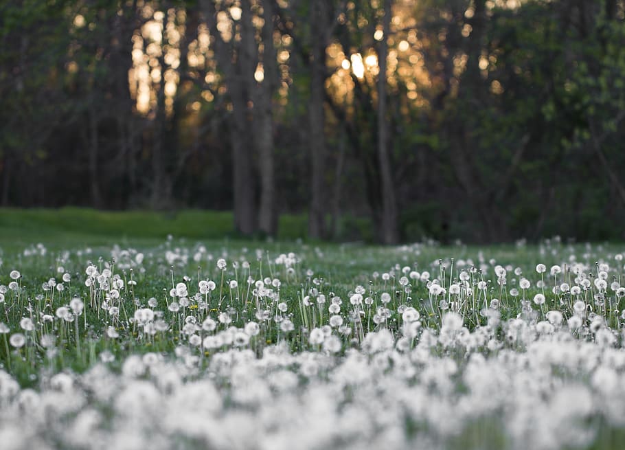 tilt shift lens photo of white flower field, dandelions, spring HD wallpaper