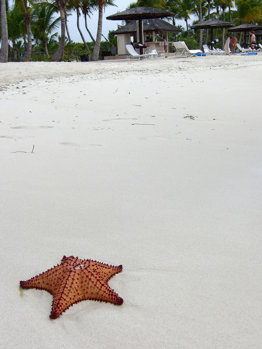 Seastar on the beach, photo, public domain, sand, sea star, vacations, HD wallpaper