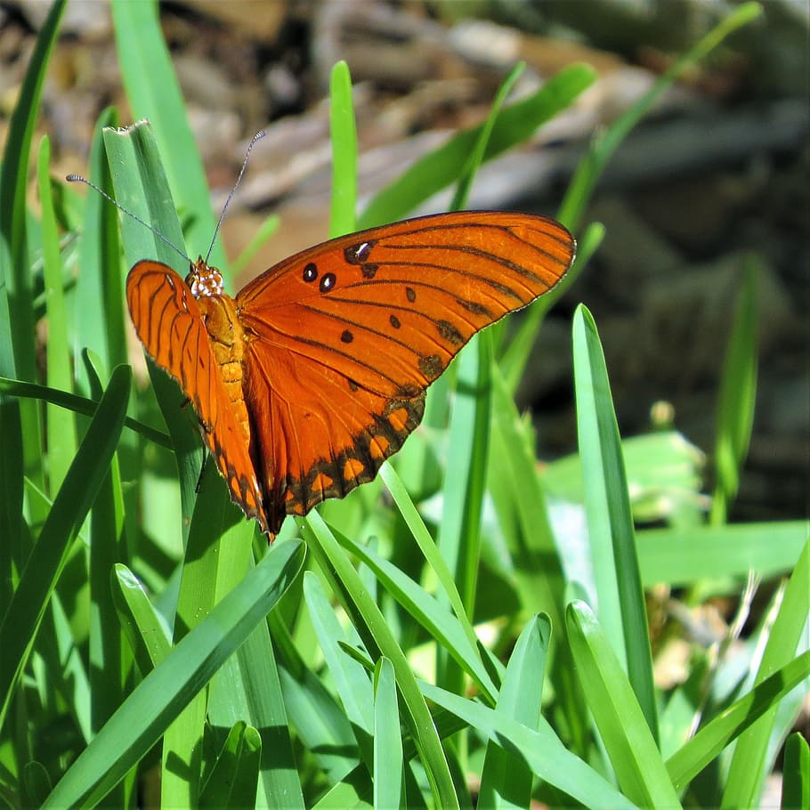 butterfly, orange, black, rust, green grass, animal wing, invertebrate HD wallpaper