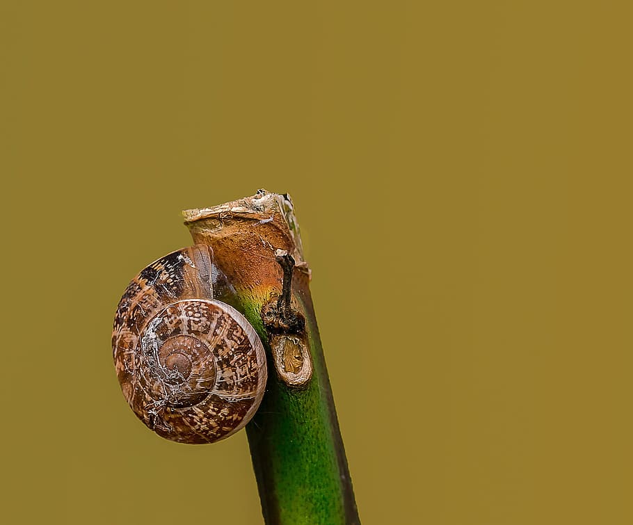 snail, macro, insects, nikon, castrocielo, italy, animal wildlife HD wallpaper