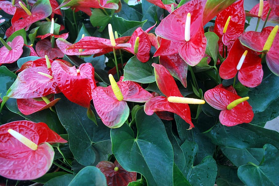 anthurium, flower, red, scarlet, leaves, plants, ornamental, HD wallpaper