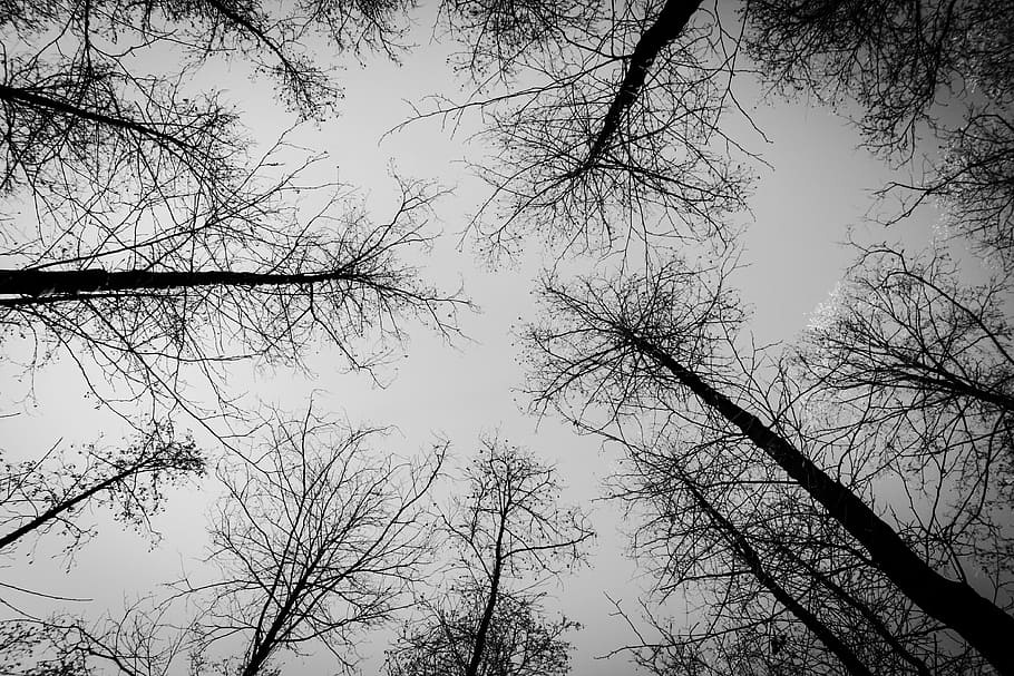 low-angle photography of bare trees, forest, winter, snow, nature HD wallpaper