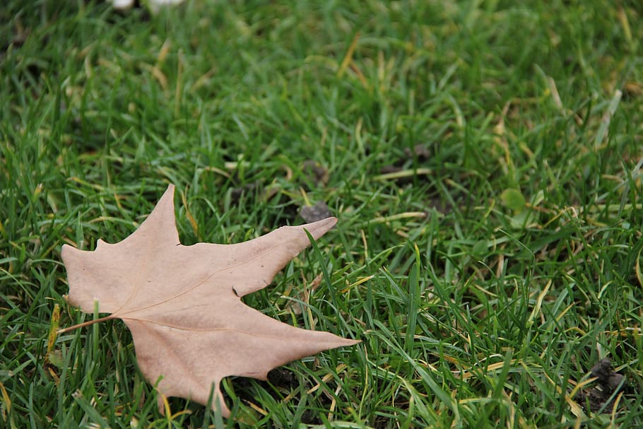autumn leaf, grass, nature, season, yellow, plant, field, green color HD wallpaper