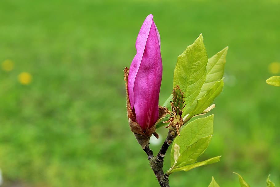 pink petaled flower, magnolia, bud, spring, nature, leaf, plant HD wallpaper