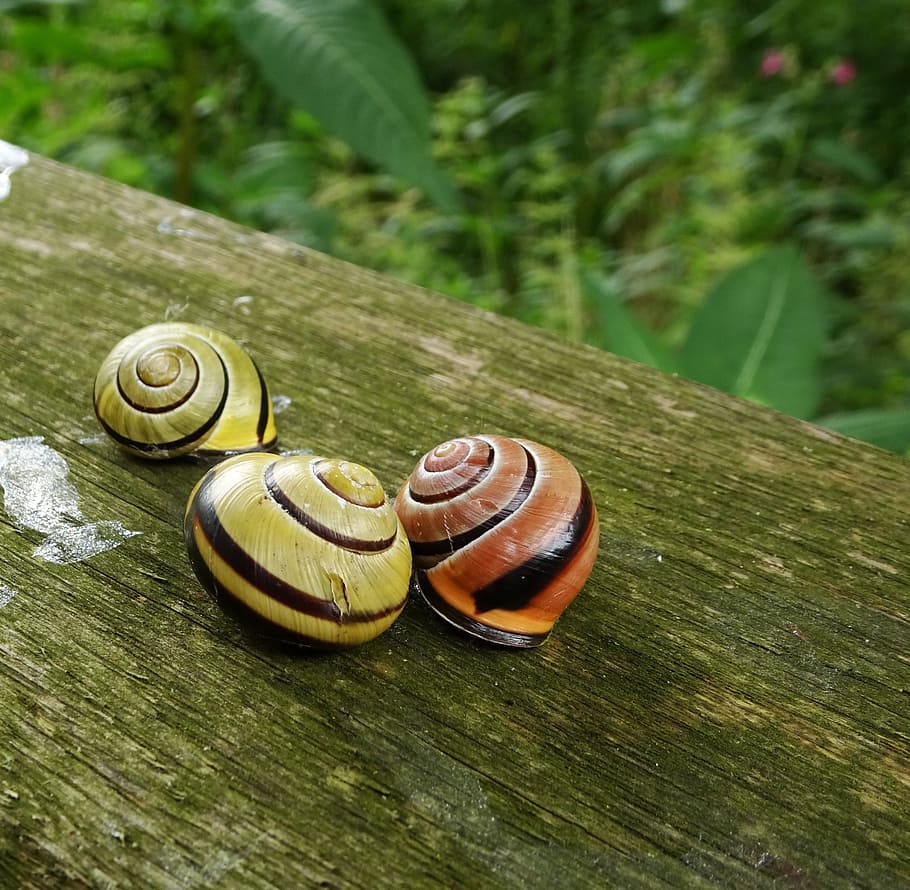 snails, garden, nature, animal wildlife, shell, animal themes HD wallpaper