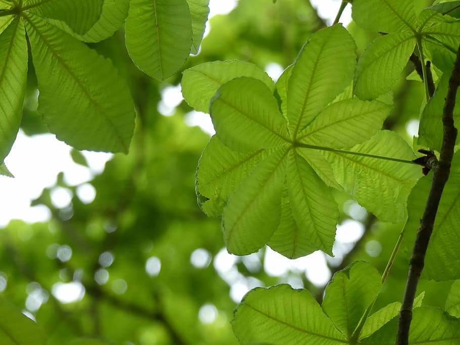 leaf, green, green leaf, branch, leaves, plant part, green color HD wallpaper