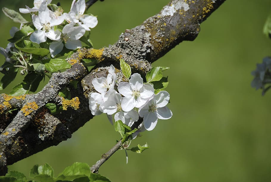 spring, blossom, bloom, apple blossom, plant, flower, flowering plant HD wallpaper