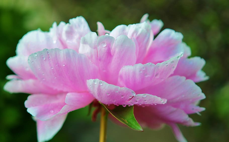 flower, pink, water, drop, nature, wet, macro, rain, garden HD wallpaper
