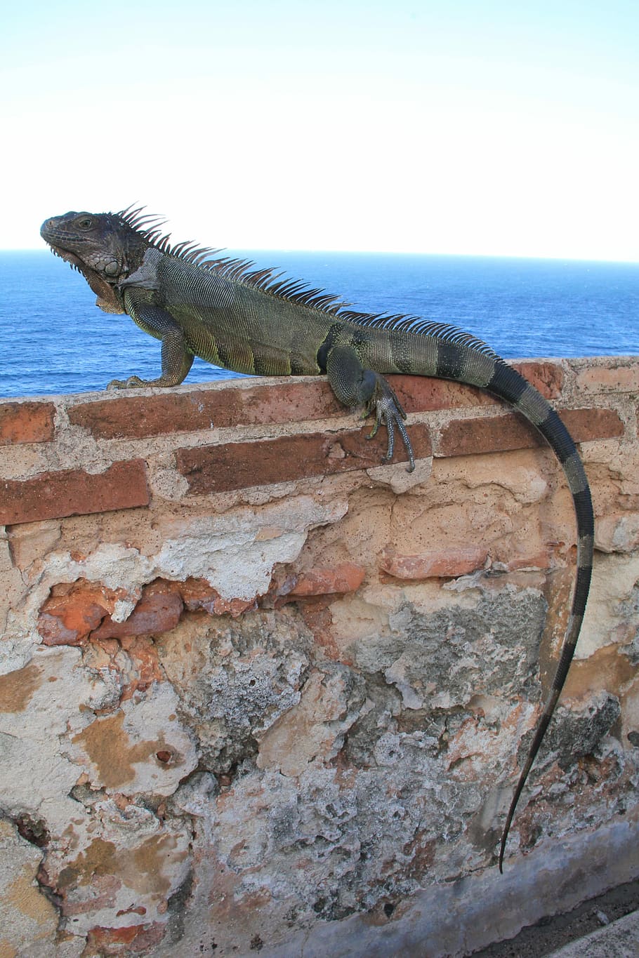 Iguana, Wall, Reptile, Lizard, Nature, wildlife, animal, stone HD wallpaper