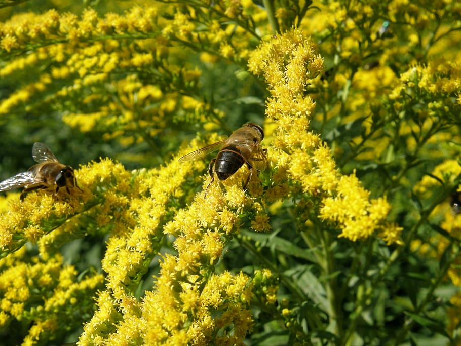 solidago, goldenrod, bug, yellow, bee, invertebrate, flower HD wallpaper