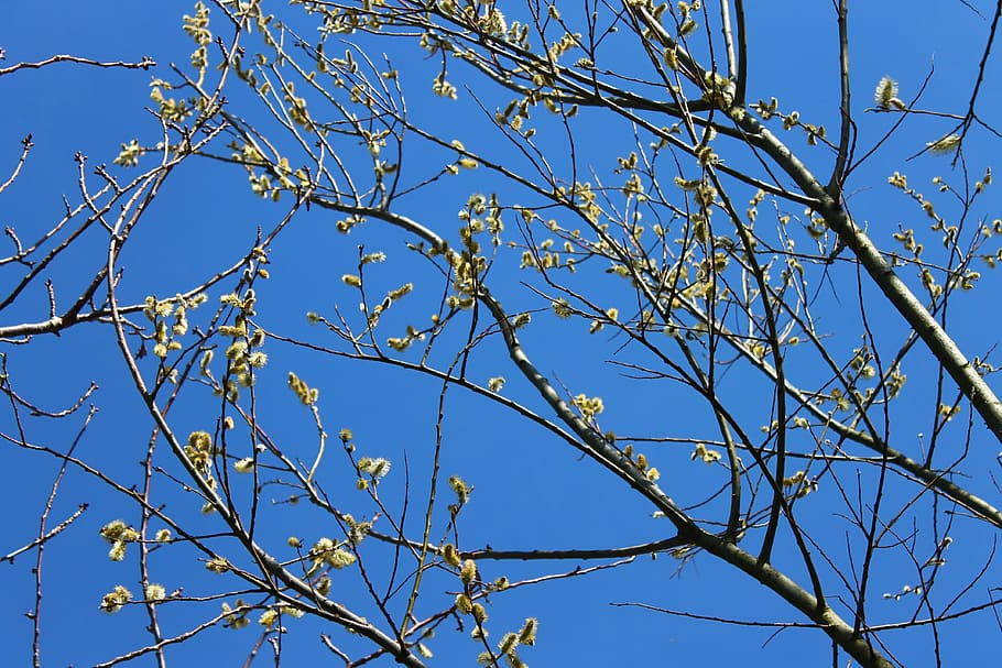 tree, sky, crown, nature, branches, spring, treetop, landscape HD wallpaper