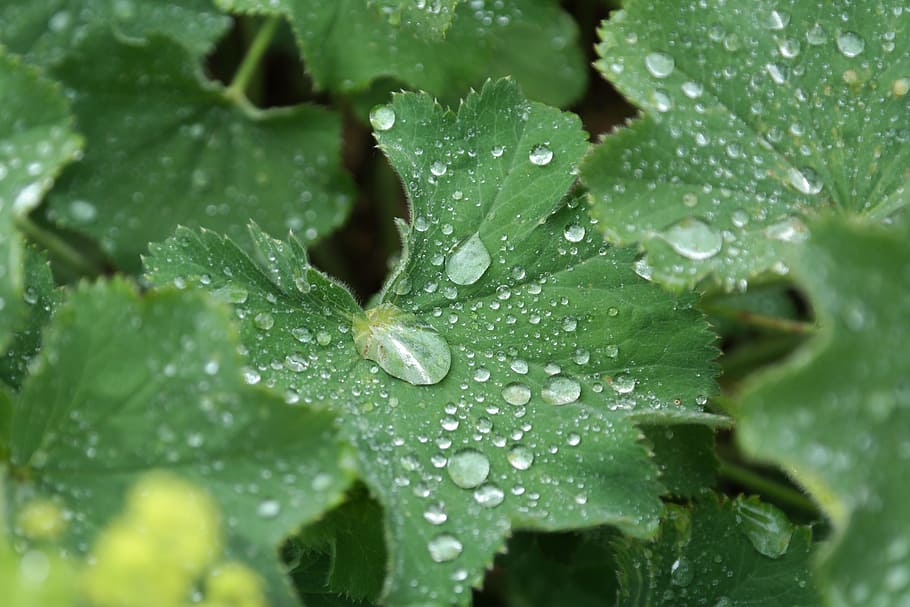 Raindrop, Plant, Macro, Green, Leaf, nature, water, green color HD wallpaper