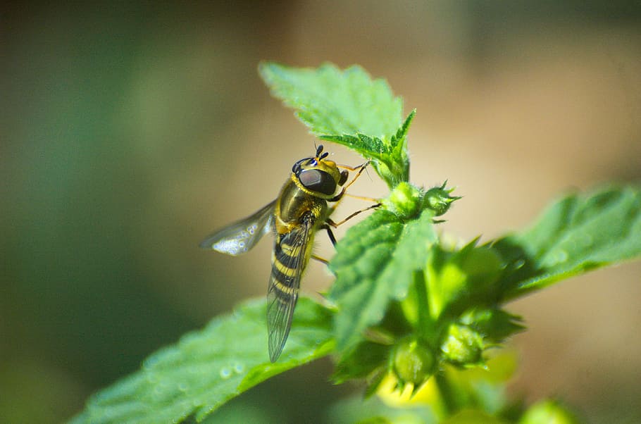 hoverfly, insect, brennessel, animal themes, animal wildlife HD wallpaper