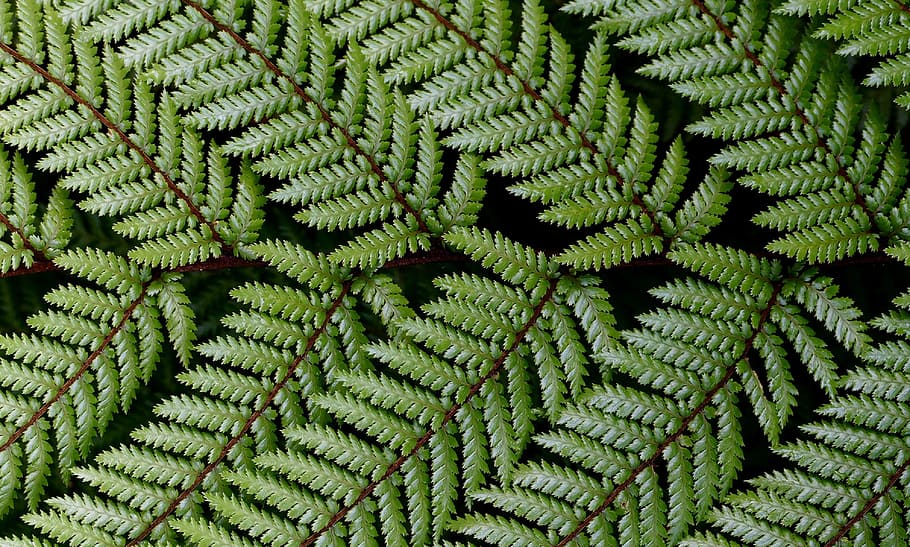 lined-up green leafed plant, fern, close up, wheki, pattern HD wallpaper