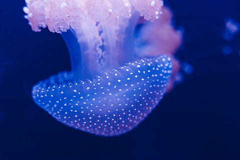 selective focus photography of blue jellyfish, blue jellyfish in shallow focus HD wallpaper