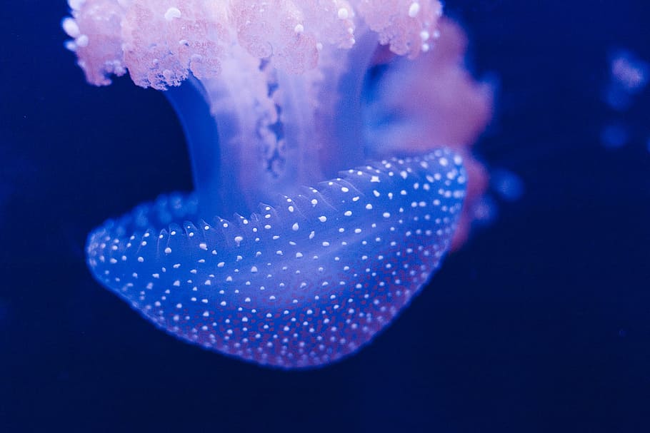 selective focus photography of blue jellyfish, blue jellyfish in shallow focus