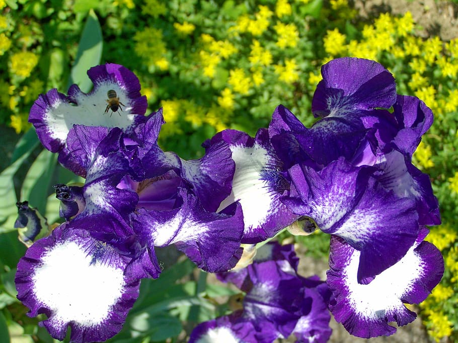 iris, fleur-de-lis, purple-white flowers, flowering plant, petal, HD wallpaper
