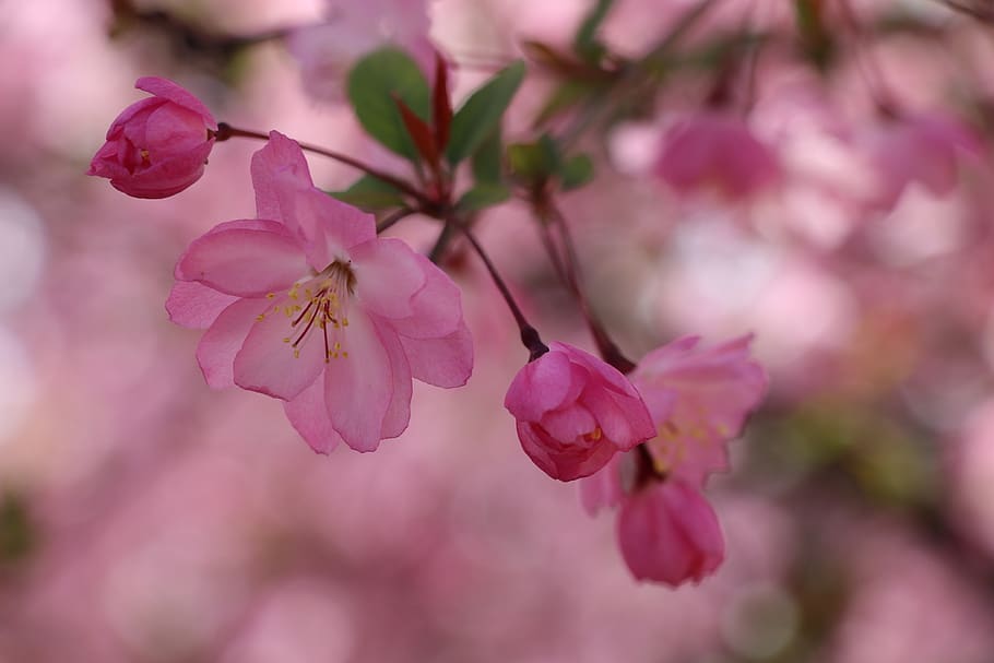 flower, nature, pink color, flowering plant, freshness, beauty in nature HD wallpaper