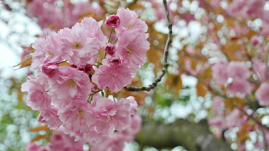 HD wallpaper: pink flowers, cherry, cherry blossom, flower umbel ...