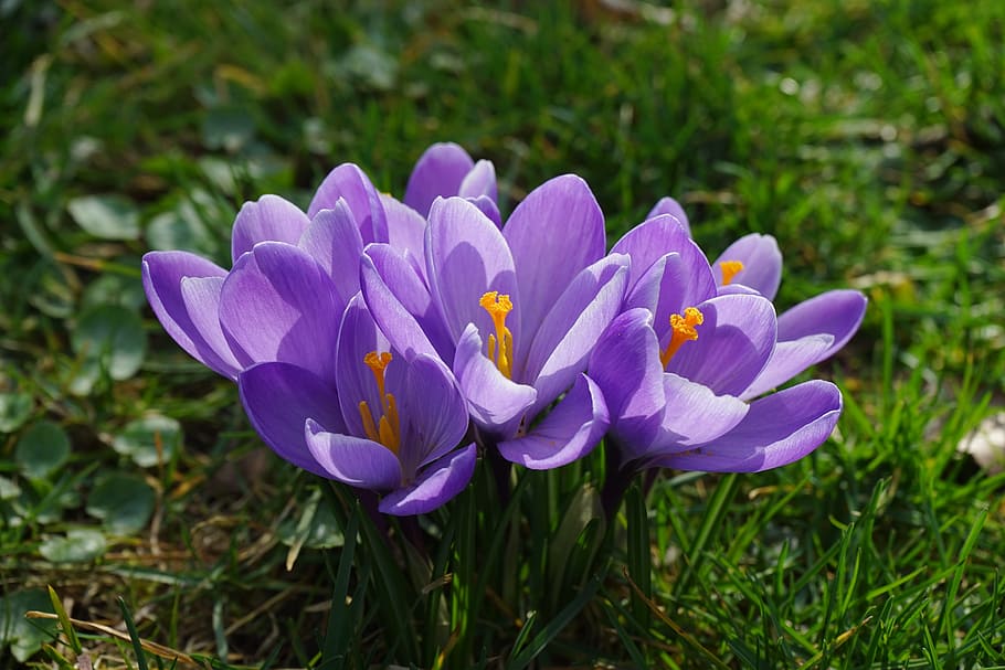 crocus, flowers, plant, spring, frühlingsblüher, violet, purple HD wallpaper