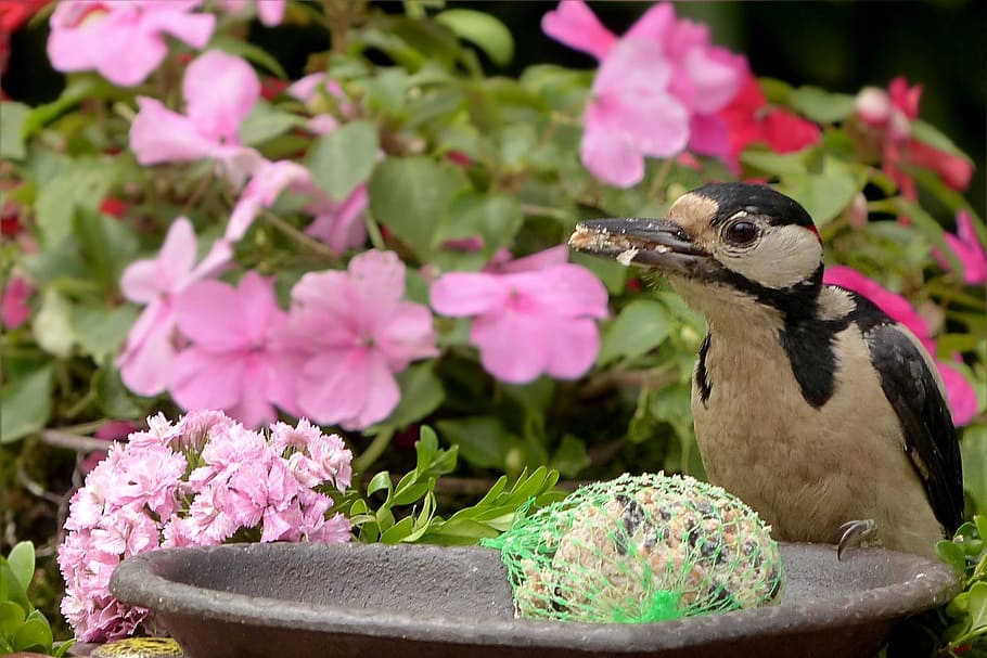 Bird, Great Spotted Woodpecker, dendrocopos major, feeding place, HD wallpaper