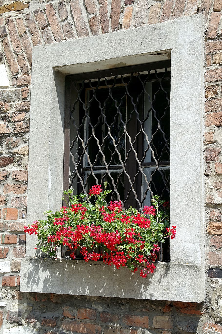 window, trellis, geraniums, flowers, wall, decorative, okratowane, HD wallpaper