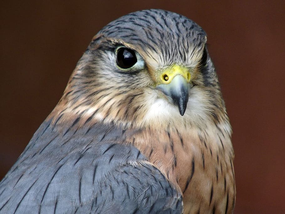 raptor, eagle, bird, falcon, prey, merlin, avian, hunter, beak HD wallpaper