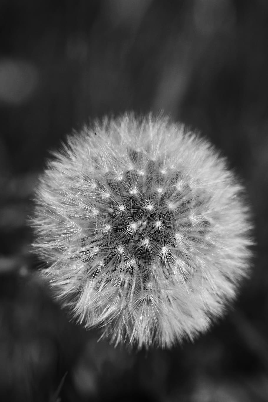 dandelion, macro, nature, flower, flowering plant, fragility HD wallpaper