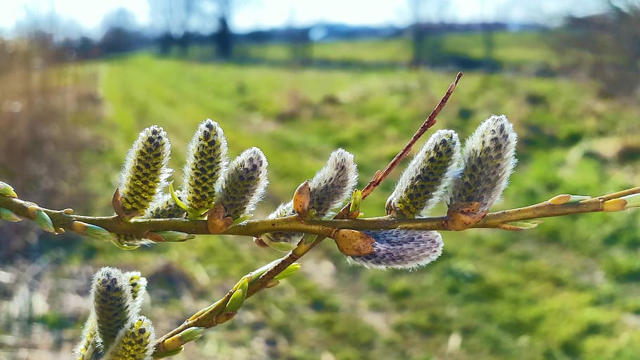 Tree, Kitten, Spring, Nature, tree kitten, bud, blossom, bloom HD wallpaper