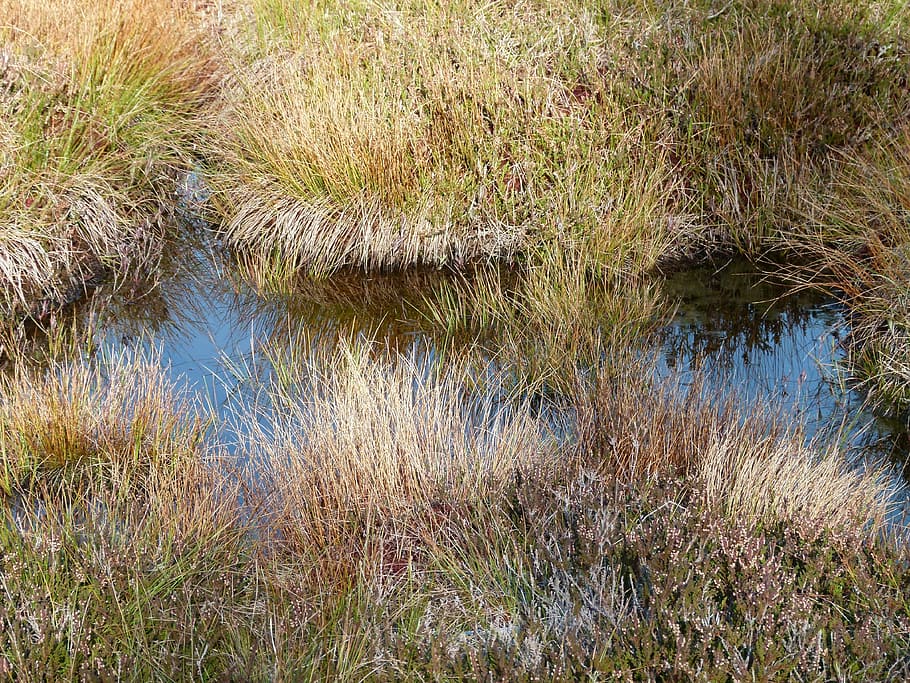 Pools, Nature, Pond, Close, Reflection, scenic, landscape, steppe HD wallpaper