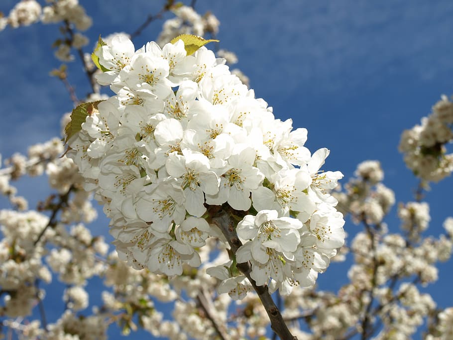 cherry branches, flower, white, sky, blue, nature, fragility HD wallpaper