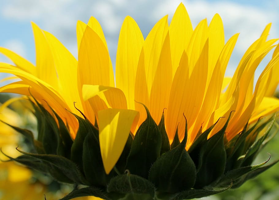 sunflower, yellow, growth, plant, petal, nature, close-up, herbal medicine HD wallpaper